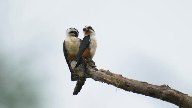 Collared Falconet (Microhierax caerulescens )on branch birdwatching in the forest.