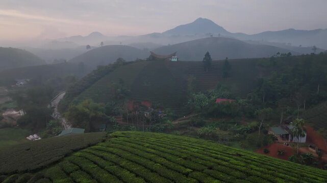 Drone flies over vivid tea rows and hillside village with soft sunrise mist, Tan Son District, Phu Tho, Vietnam.
