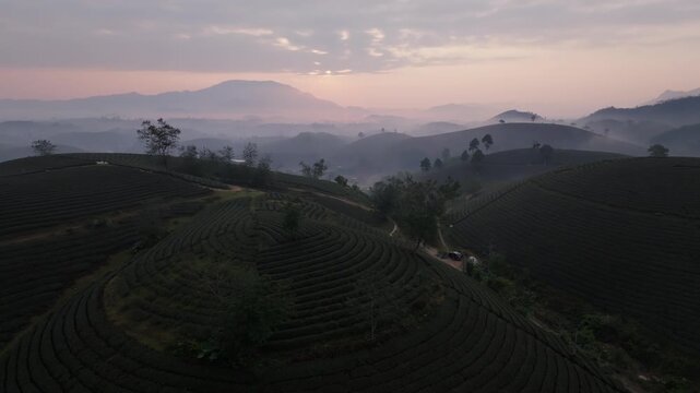 Close aerial over curved tea rows and ridgeline contours during sunrise in Tan Son District, Phu Tho, Vietnam.