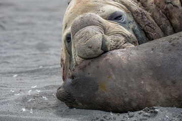Southern Elephant seals male and female in courtship or mating