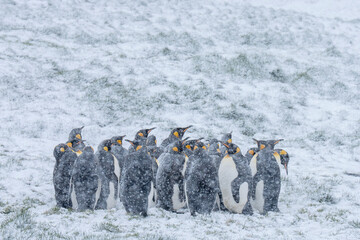 King penguin adults stand close together in a landscape with snow © Staffan Widstrand