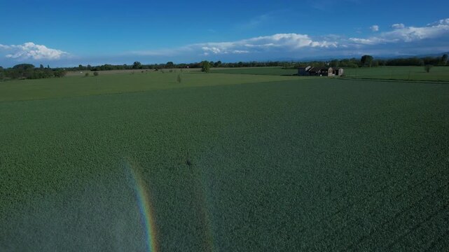 Rotary sprinkler irrigating an alfalfa field Medicago sativa, creating a visible rainbow effect in the water spray during summer irrigation.