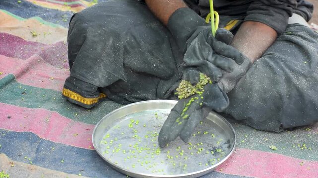 Hand in motion separating hurda, pok (sorghum) seeds during jowar harvesting season. Jaggery, shenga chutney, coconut. Bajra, cooking, farm, poverty, Maharashtra, India, labour, farmer, worker, winter