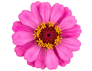 Vibrant pink Zinnia flower in full bloom, top view macro shot. Isolated on transparent background