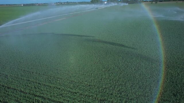 Rotary sprinkler irrigating an alfalfa field Medicago sativa, showing overhead irrigation and a rainbow effect caused by sunlight refracting through water droplets in the Po valley, Italy