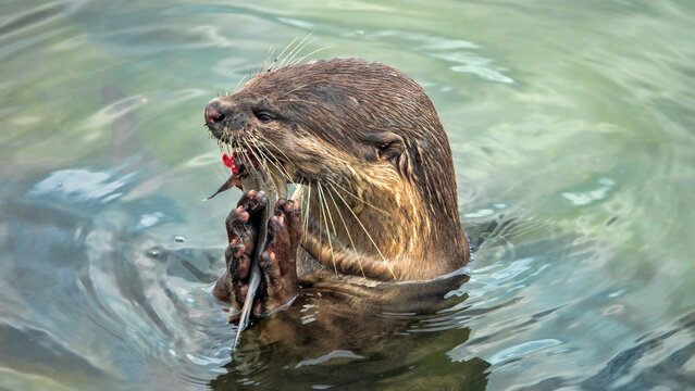 Wild otter from island of Borneo, Sandakan. But in absence of persecution and the presence of fish in cities, otter becomes trusting. Hairy-nosed Otter (Lutra sumatrana) caught a catfish