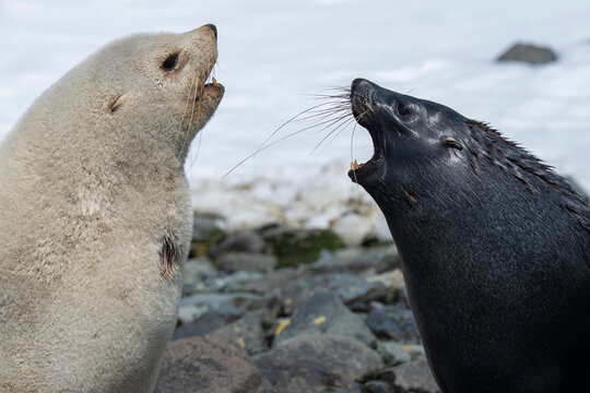 Antarctic Fur Seal Two males fighting
