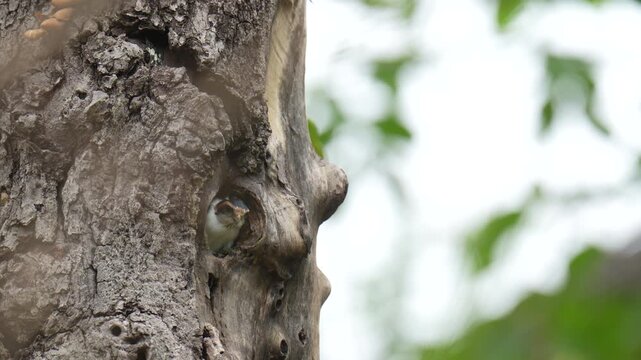 Baby Collared Falconet (Microhierax caerulescens ) birds in a tree hollow nest.