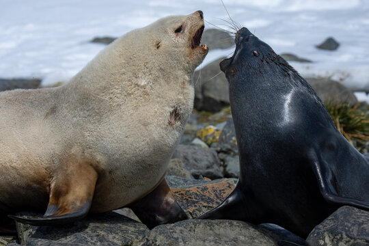 Antarctic Fur Seal Two males fighting