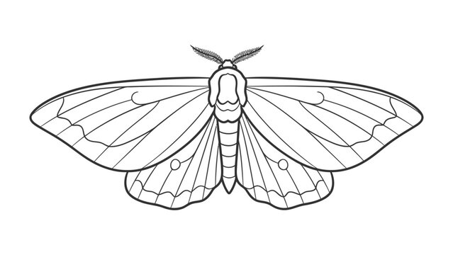 Detailed Moth Illustration: A detailed line drawing of a moth, capturing its delicate wing patterns and intricate body structure, a beautiful representation of insect.