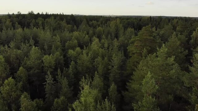 Forest Drone Footage Stock Video showcases a stunning aerial view of lush green forests captured from above using a smooth drone perspective. This footage highlights the vastness, texture, and natural