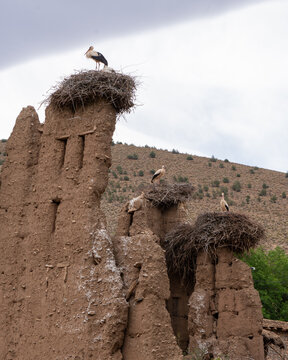 View of storks perched atop mud brick structures with nests against a backdrop of rolling hills, Zawyat Oulmzi, Beni Mellal-Khenifra, Morocco.