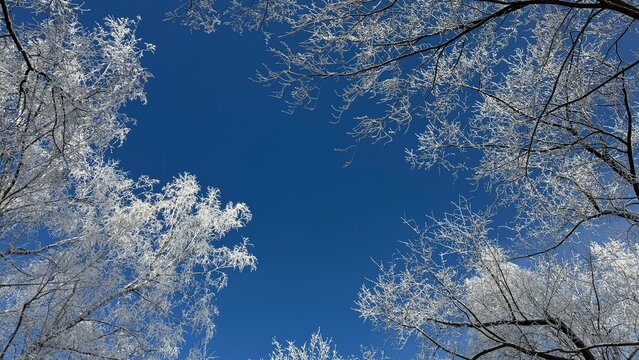 Low angle view of frost covered tree branches against clear vibrant blue sky on cold sunny winter day, natural seasonal pattern