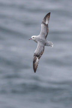 Southern fulmar fly above the sea