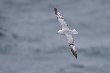 Fototapeta premium Southern fulmar fly above the sea