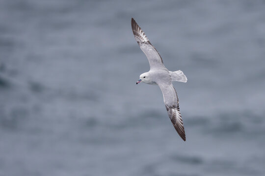 Southern fulmar fly above the sea