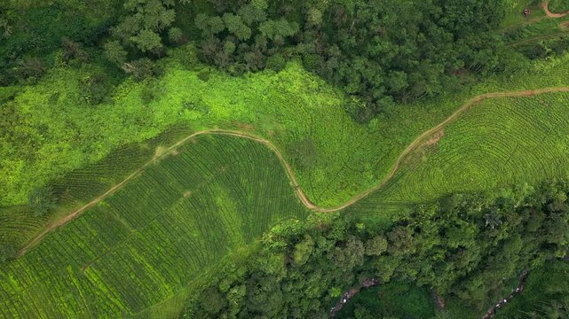 Overhead drone footage of tea plantations in Indonesia showing layered hillside fields, precise agricultural patterns and a road cutting through green farmland within a rural landscape