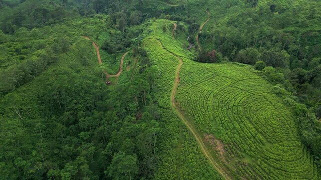 Drone view of expansive tea fields in East Java revealing vibrant green plantation, curved hillside contours, narrow trails and cultivated land, surrounded by tropical valley scenery