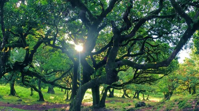 Sunlight bursts through ancient laurel trees in Fanal Forest, Madeira, Portugal. Peaceful green woodland atmosphere with twisting branches and cinematic natural glow