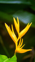 Obraz premium Heliconia aurantiaca of Borneo. Herb native to the Caribbean and South America