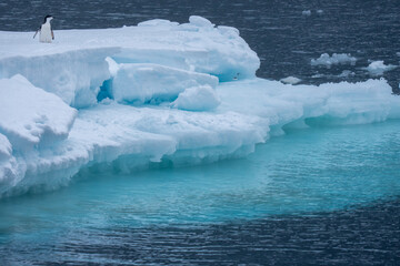 Chinstrap penguin on ice floe © Staffan Widstrand