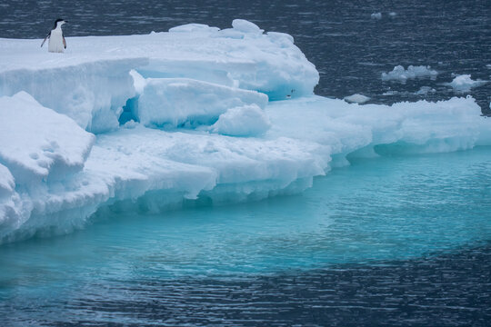 Chinstrap penguin on ice floe