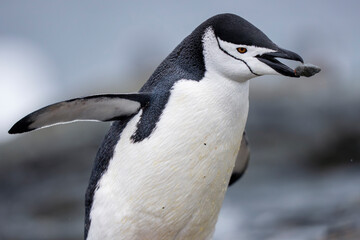 Chinstrap penguin close up © Staffan Widstrand