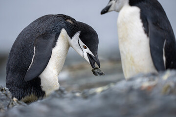 Fototapeta premium Chinstrap penguin close up