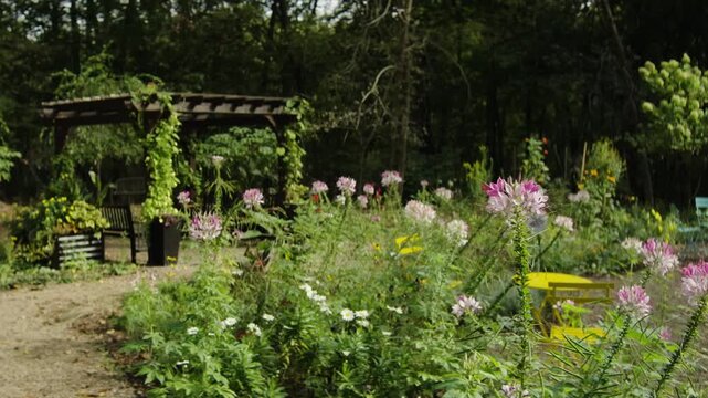 Spiny Spiderflower Bed with Honey Bee Pollinating One in Foreground