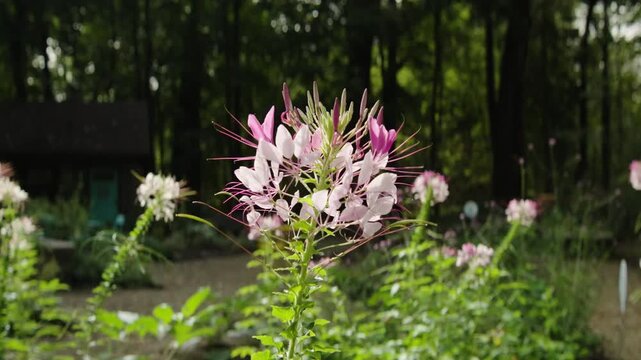 Spiny Spiderflower Individual Static Medium Shot, Centered In-frame
