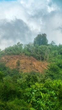 Clearing a site, grubbing-up for a plantation (cutting bamboo and shrubs on a mountainside). Malaysia, Farming, tropical agriculture