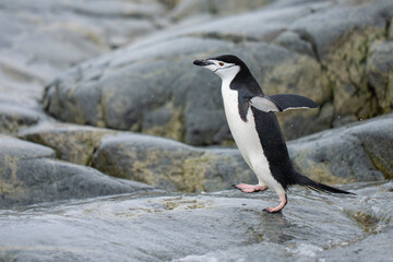 Obraz premium Chinstrap penguin on a rock