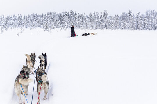 View of a dog sled team races through a pristine, snow-covered landscape, with a backdrop of snow-dusted trees in Pudasjarvi, North Ostrobothnia, Finland.