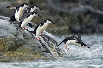 Chinstrap penguins jump in to the sea © Staffan Widstrand