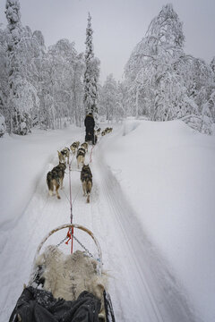 View of a dog sled team races through a snow-laden path, surrounded by snow-covered trees under a gray sky, a thrilling winter adventure, Pudasjarvi, North Ostrobothnia, Finland.