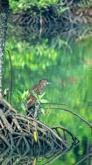 Obraz premium Mangrove forest community. Rhizophora apiculata (receive nitrogen-phosphorus rich manure) and night heron (Nycticorax nycticorax) (receive breeding grounds, food) typical inhabitants of mangroves.
