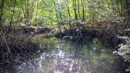 Obraz premium Mangrove forests (lumnitzera racemosa) in January on coast of South China Sea, Borneo Island, Malaysia. Rhizophora mucronata-mangle with characteristic large arched support roots, pneumatophores