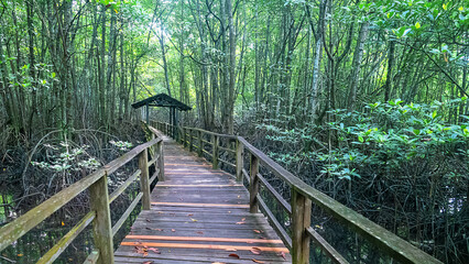 Obraz premium Mangrove forest biocenosis. Ecological trail of Sabah wetlands conservatiom society in forests of Rhizophora apiculata, a typical mangrove tree species. Malaysia promotion of ecological awareness