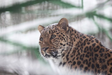 a close-up portrait of a leopard at the zoo