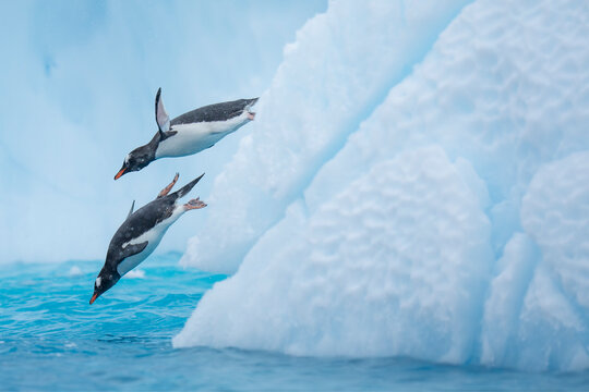 Gentoo penguins jump in the water from an iceberg