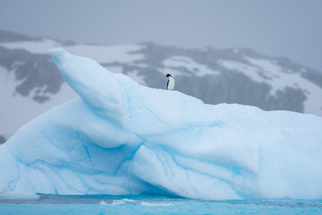 Adélie penguin on top of an iceberg © Staffan Widstrand