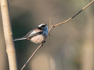 Obraz premium Schwanzmeise