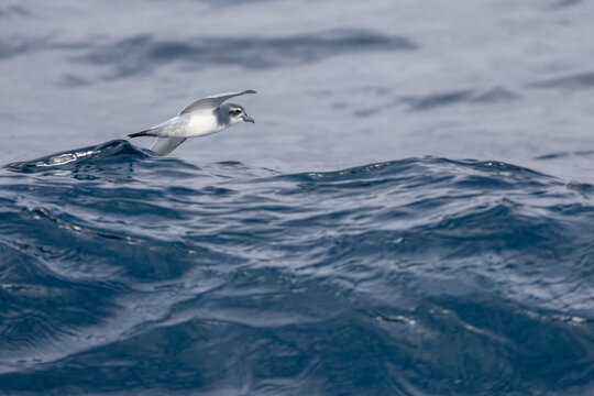  Antarctic prion fly above the sea