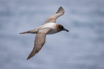 Obraz premium Light-mantled albatross fly above the sea