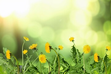 Obraz premium Yellow fresh dandelions flowers blooming on grass background