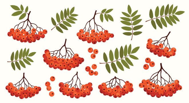 Comprehensive set of rowan berry clusters and individual green compound leaves for autumn nature or botanical projects on white.
