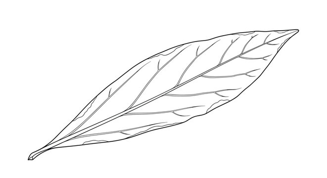 Minimalist line drawing of a single lanceolate leaf showing subtle vein details and a sharp point on a clean white background.