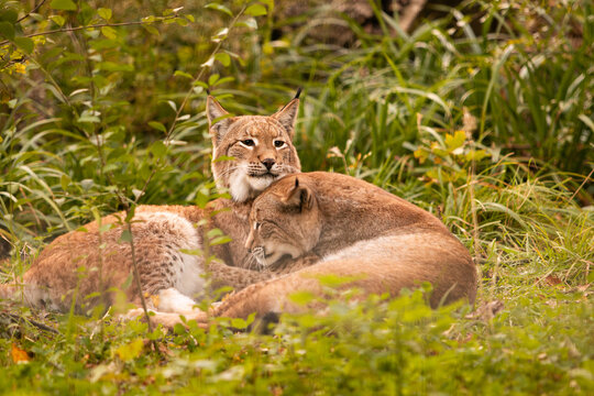 Luchs P&auml;rchen