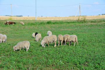 Obraz premium Sheep grazing in a green pasture under a clear sky in the countryside