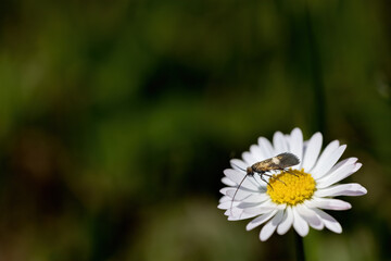 Fototapeta premium Meadow Longhorn (Cauchas rufimitrella) is sitting on the white flower Leucanthemum. Horizontally. 